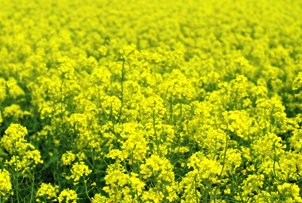 Disney children’s favorite songs《迪斯尼最爱英语儿歌》下载到了